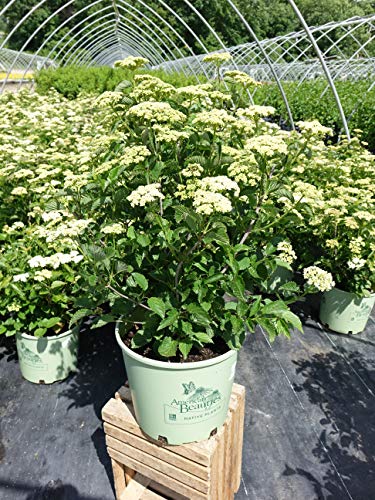 Blue Blaze™ Viburnum