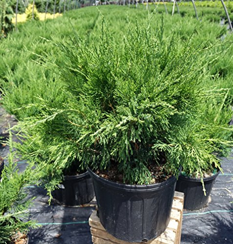 Sea Green Juniper