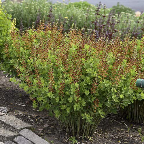 Cherry Jubilee False Indigo