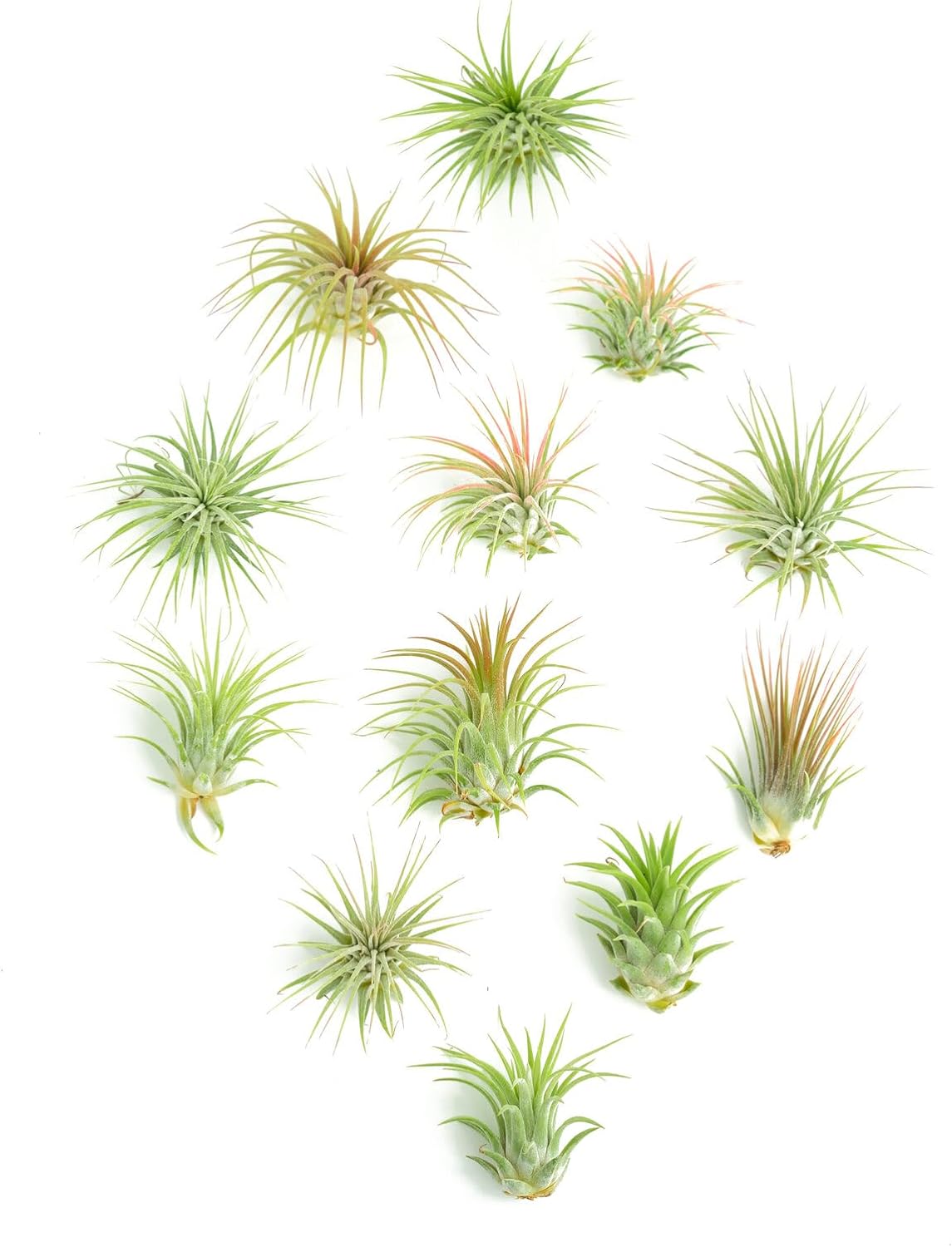 Tillandsia Ionantha Air Plant Collection