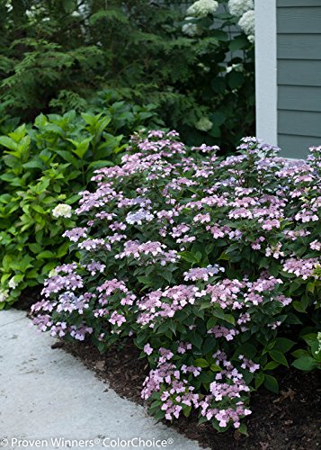 Tiny Tuff Stuff™ Mountain Hydrangea