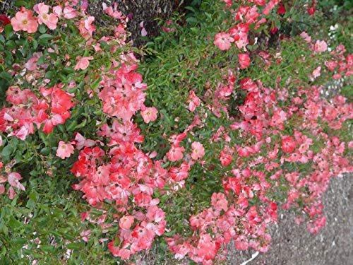 Coral Flower Carpet Rose