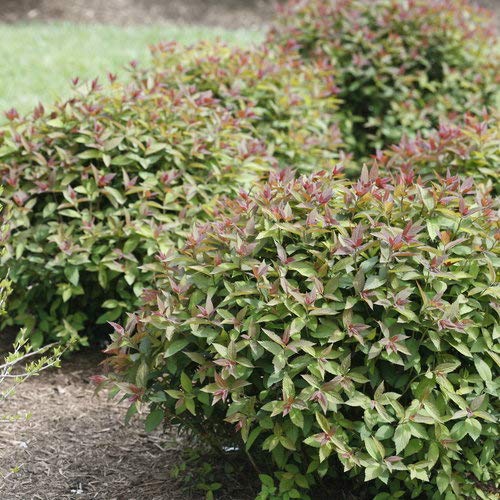 Double Play® Red Spirea