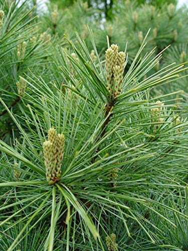 Eastern White Pine