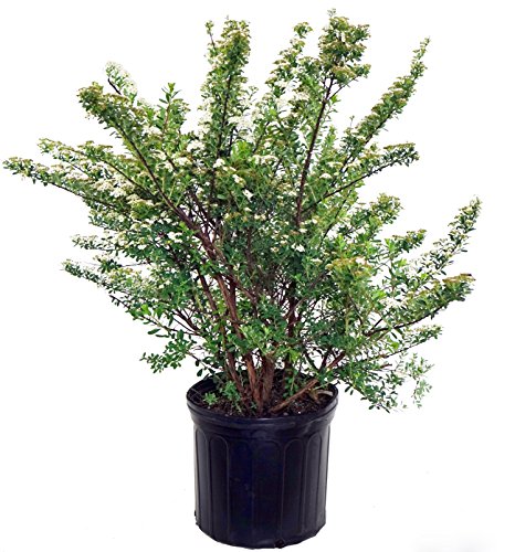 Snowmound Spirea