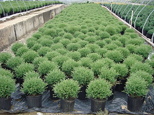 Mr. Bowling Ball® American Arborvitae