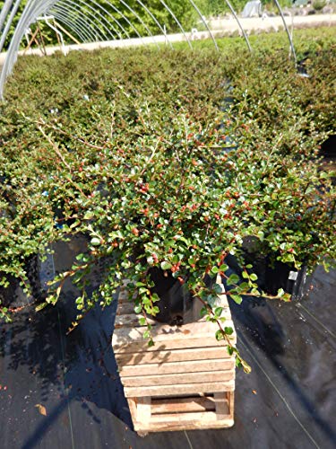 Cranberry Cotoneaster