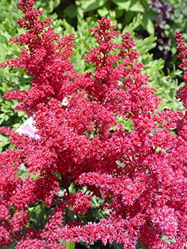 Montgomery Astilbe