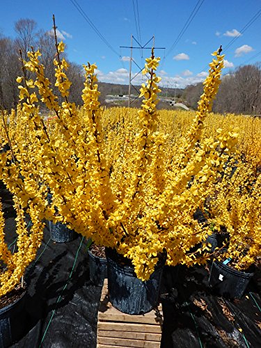 Lynwood Gold Forsythia