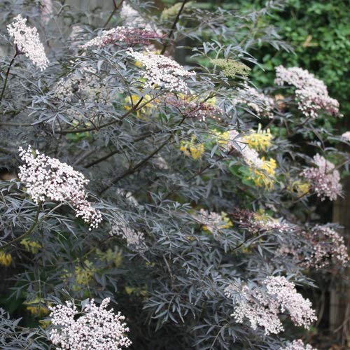 Black Lace® Elderberry