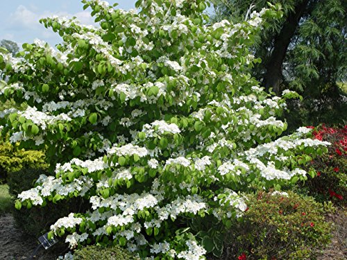 Summer Snowflake Viburnum