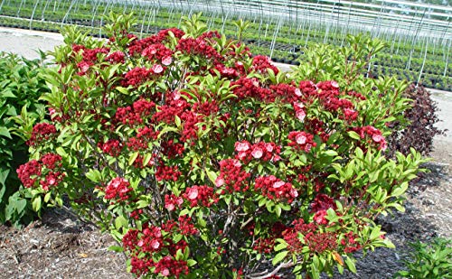 Raspberry Glow Mountain Laurel