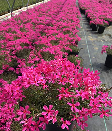 Scarlet Flame Moss Phlox