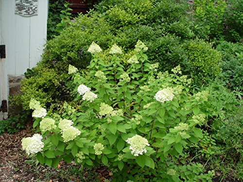 Limelight Hydrangea