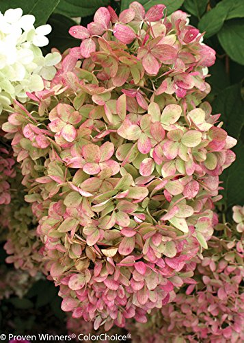 Limelight Hydrangea