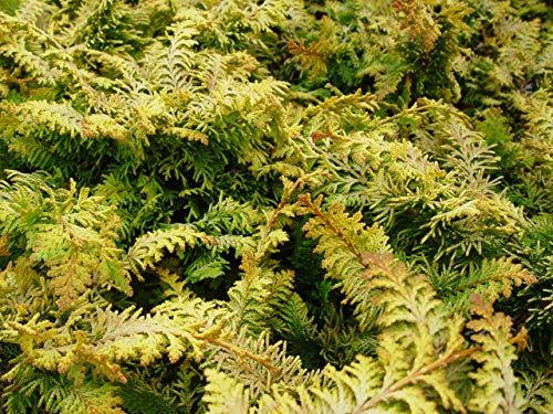 Fernspray Gold False Cypress