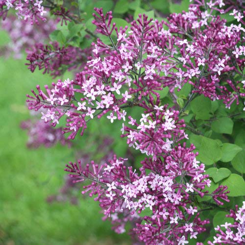 Bloomerang® Dark Purple Lilac