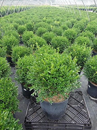 Green Gem Boxwood