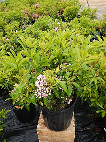 Carousel Mountain Laurel