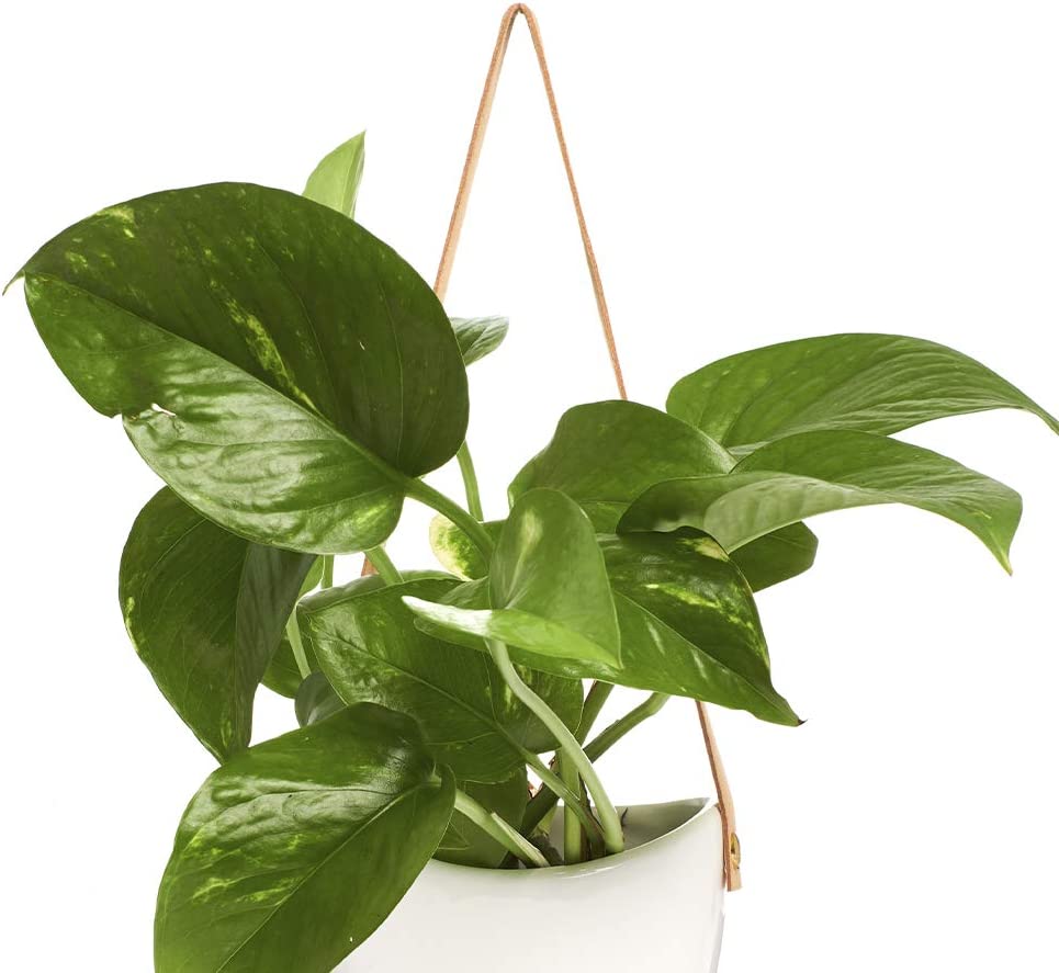 Potted Pothos in Hanging Ceramic Planter with Leather Strap