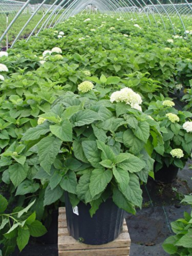 Annabelle Smooth Hydrangea