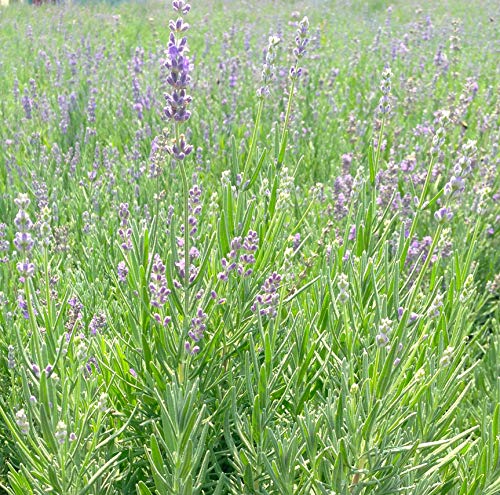 Munstead Strain Lavender