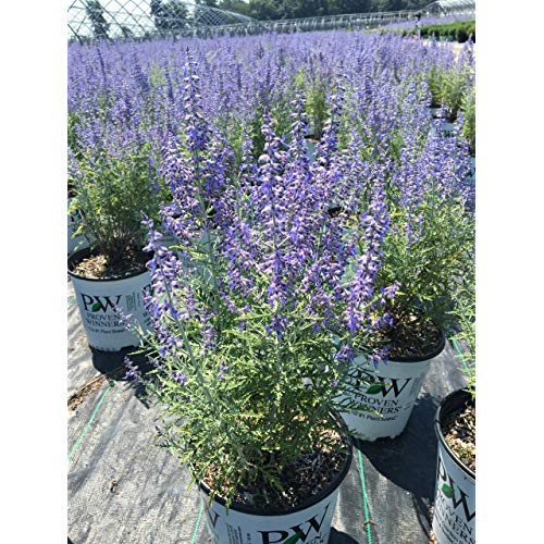 Denim 'n Lace Russian Sage