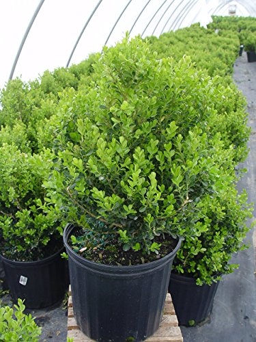 Cranberry Creek Boxwood