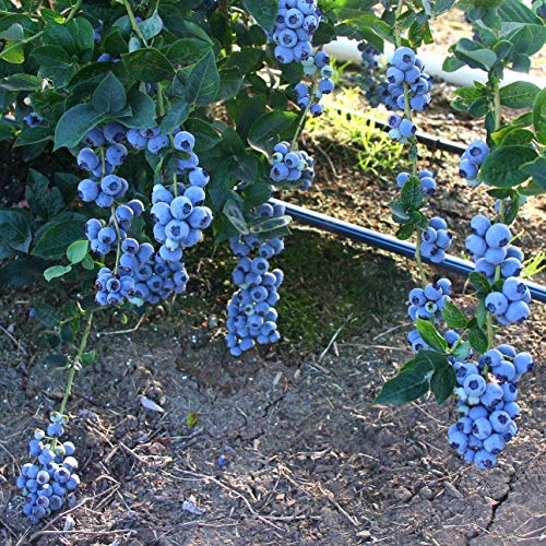 Blue Gold Blueberry