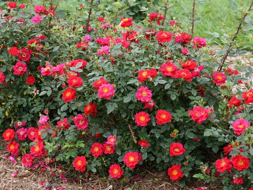 Oso Easy® Urban Legend® Landscape Rose