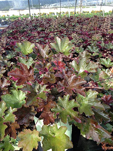 Bronze Wave Coral Bells