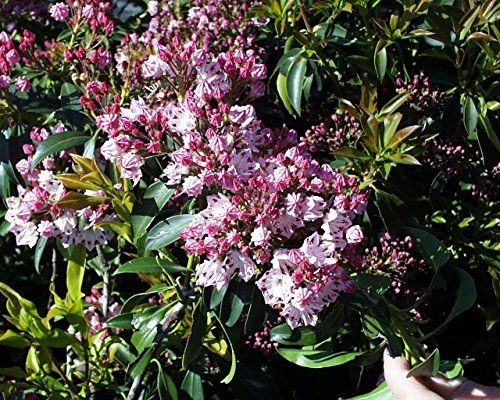 Carousel Mountain Laurel