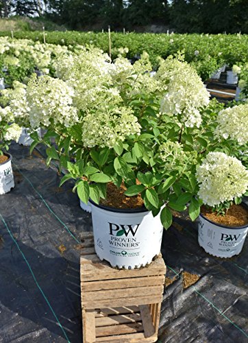 Bobo® Hardy Hydrangea