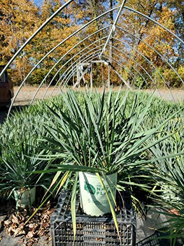 Excalibur Yucca