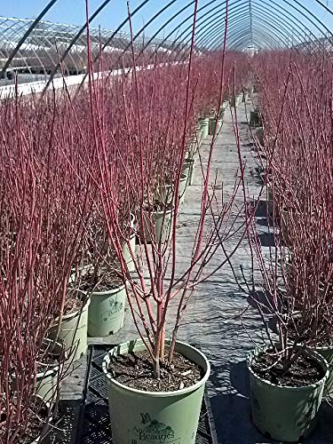 Cardinal Red Twig Dogwood