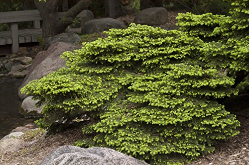 Birds Nest Spruce