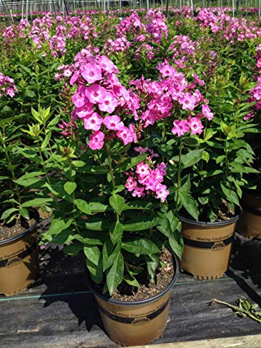 Volcano® Pink Garden Phlox