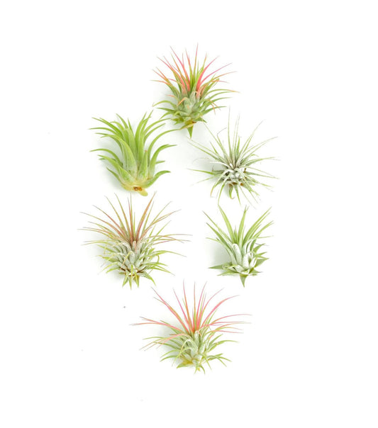 Tillandsia Ionantha Air Plant Collection