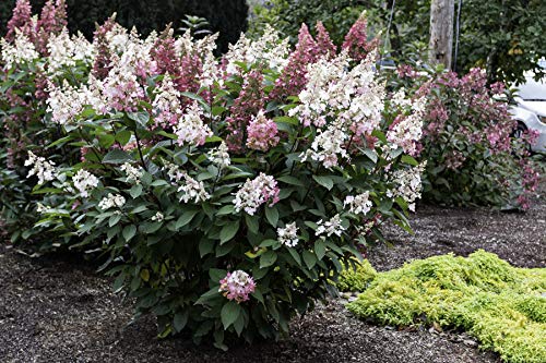 Candelabra™ Panicle Hydrangea