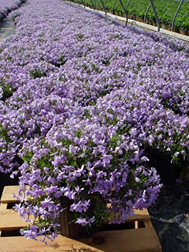 Emerald Blue Moss Phlox