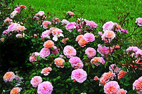 Apricot Drift® Rose