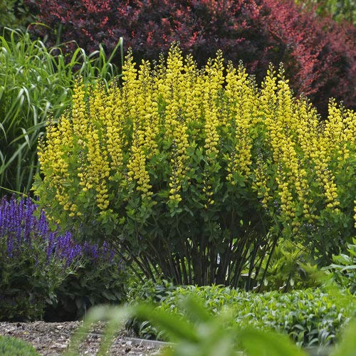 Lemon Meringue False Indigo