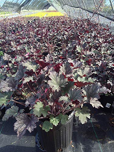 Frosted Violet Coral Bells