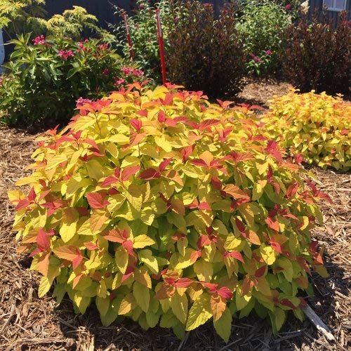 Double Play® Candy Corn™ Spirea