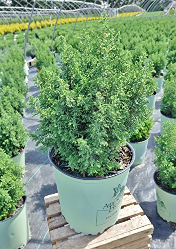 Top Point Dwarf White Cedar