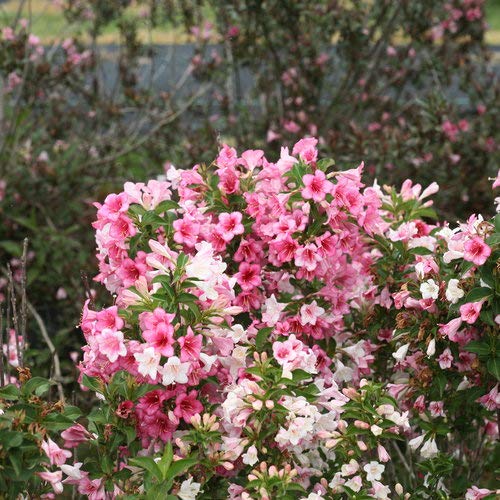 Czechmate Trilogy® Weigela