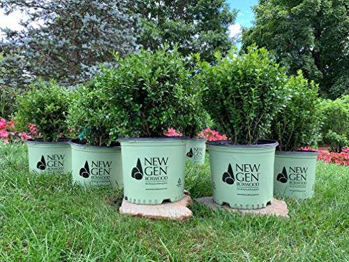 NewGen Independence® Boxwood