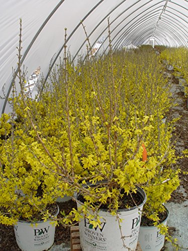 Show Off® Starlet Forsythia