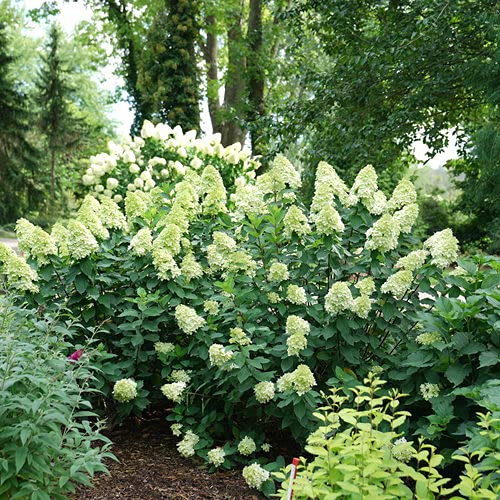 Limelight Prime® Panicle Hydrangea