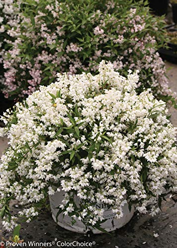 Yuki Snowflake® Deutzia